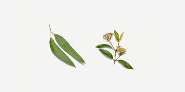 love tea australian botanical ingredients